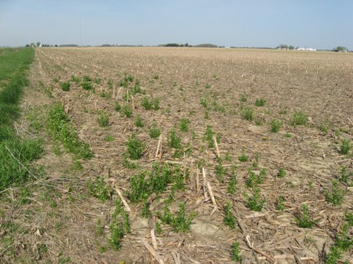 Property photo 28 - 172 Acres Offered in 3 Tracts - Prime Farmland